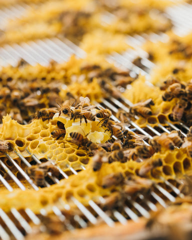 bees working on honeycomb