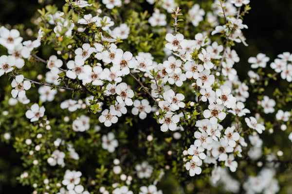bush of small white flowers