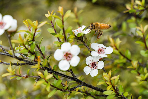 close-up-bee-on-small-white-flower