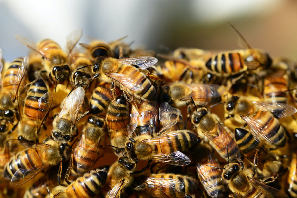 close up bees on beehive