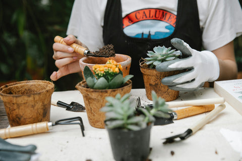 close-up-woman-adding-soil-to-succulent-in-pot