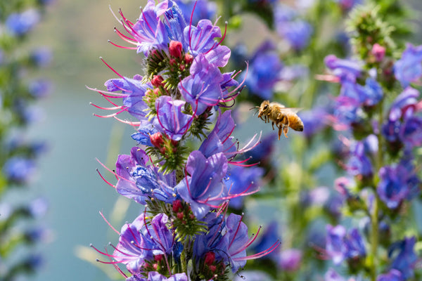 honey bee flying around bush of purple flowers