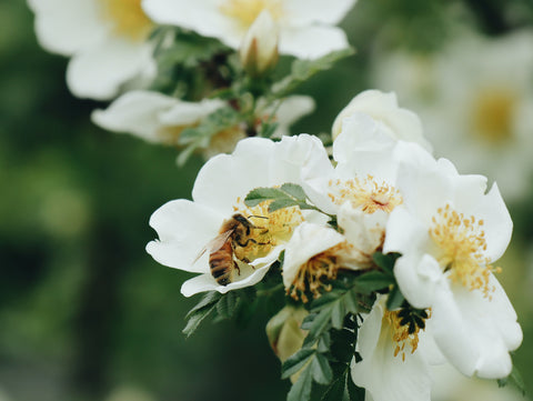 honey bee on a mānuka flower