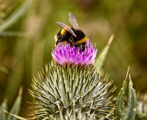 honey bee pollinating purple flower