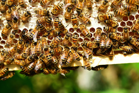 honey bees on honeycomb