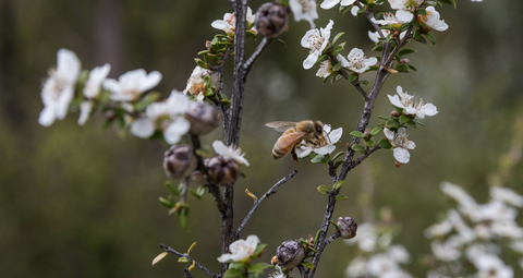 manuka flower and bees taylor pass honey