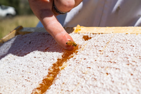 single bee on finger mānuka honeycomb tray