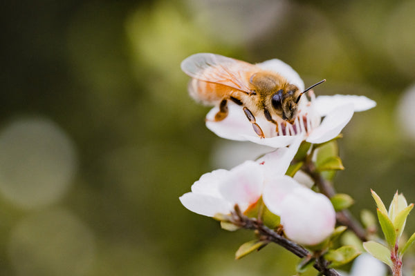 single honey bee on white flower pollinating