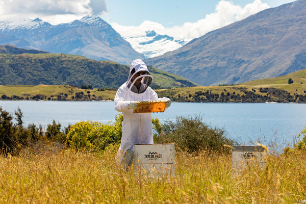 taylor pass honey beekeeper looking at beehive new zealand mountains