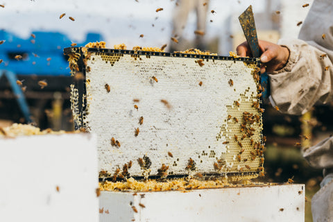 taylor pass honey bees on honeycomb process