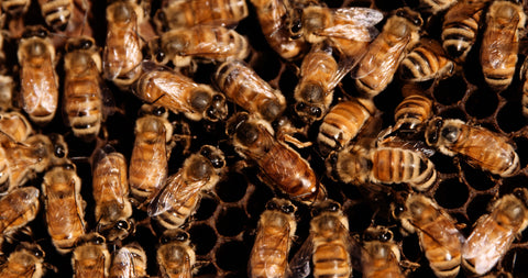 Taylor Pass Honey Bees Hive Close Up