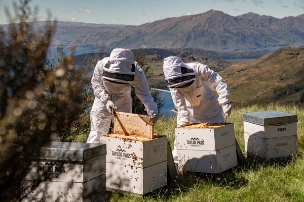 taylor pass honey two beekeepers taking hives out of white boxes