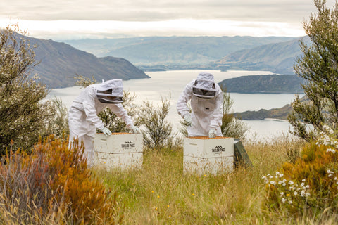 two-beekeepers-in-white-suits-beehive-boxes-on-mountain
