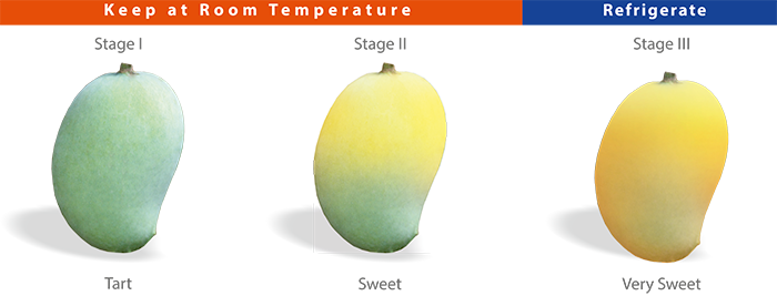 Mangos have no chill when it comes to the wrong temperature - Produce Blue  Book