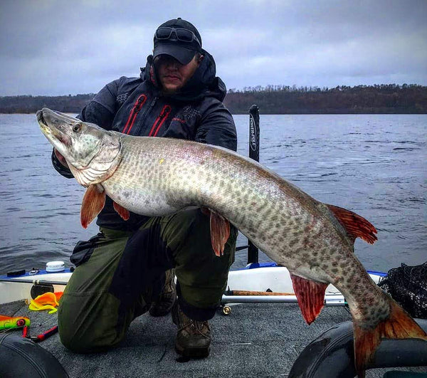 Giant Fall Muskie
