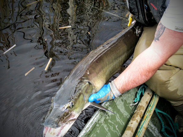 Hot water debate (the other side) – Giant Musky Pics – Picking just ON –  Musky Insider