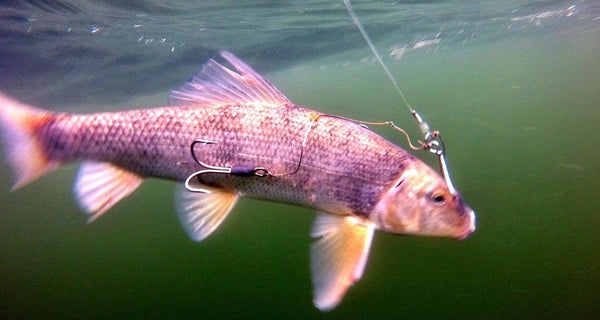 Sucker Rig for Muskies