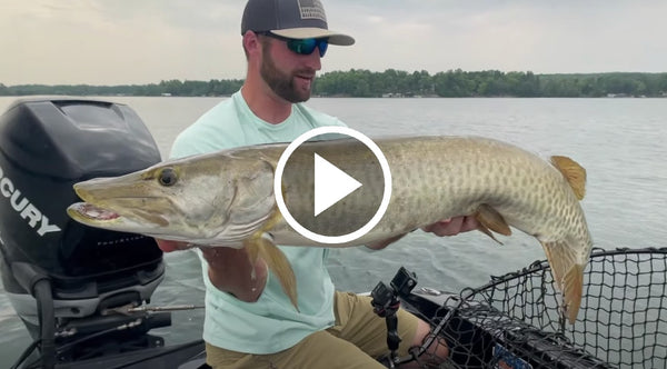 NEW Musky Diet Study – Does Livescope Impact Fish? – Fresh Show