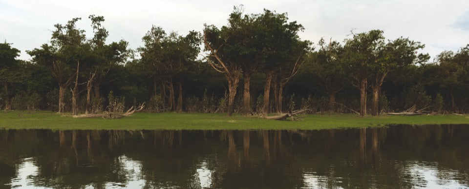 inschakelen realiteit teksten Amazonia Programme: Understand How Natura Supports a Living Forest Eco