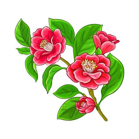 Camellia Seed and Flowers