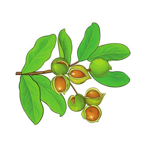 Macadamia Oil