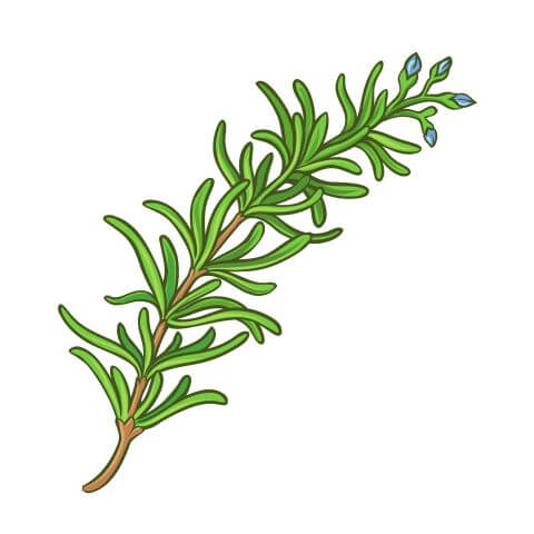 Rosemary