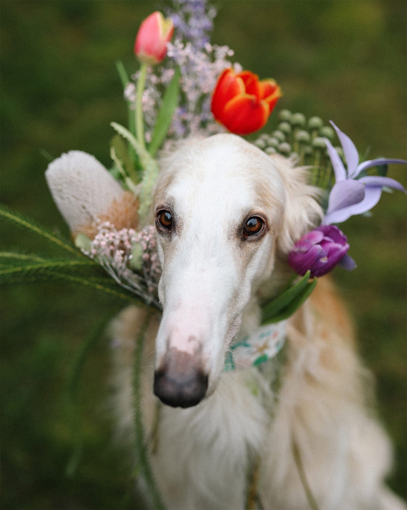 Flower dog