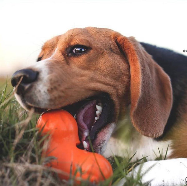 Dog Playing Westpaw Dog Toy - Tux treats toy