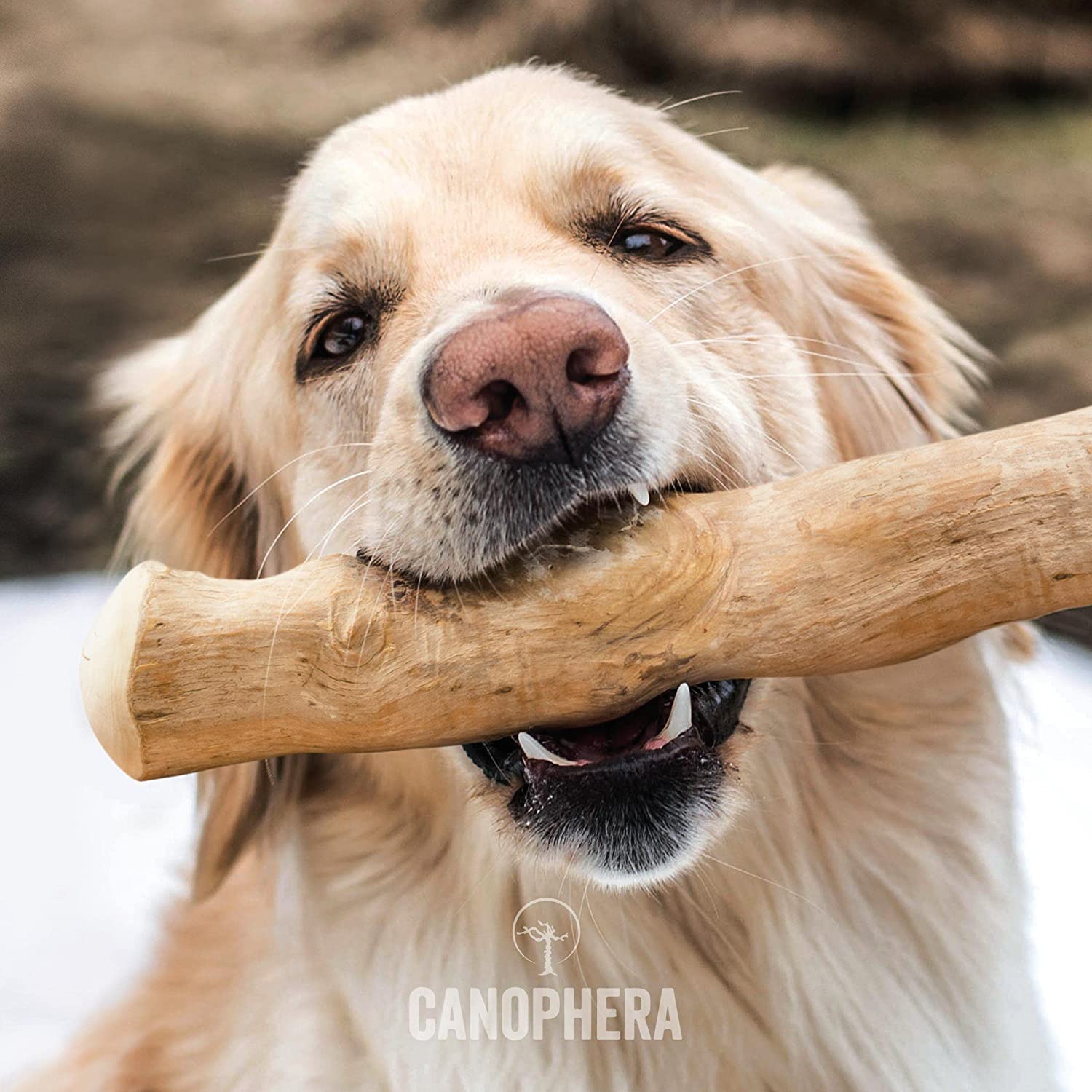 should dogs chew on sticks