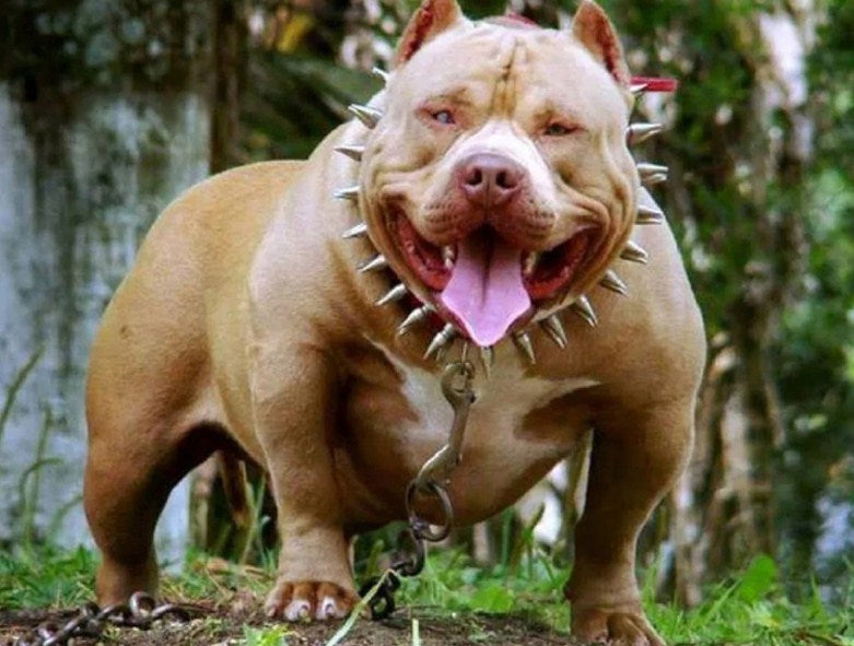 pit terrier dog