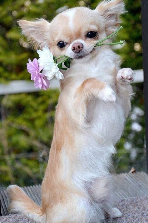 blonde chihuahua