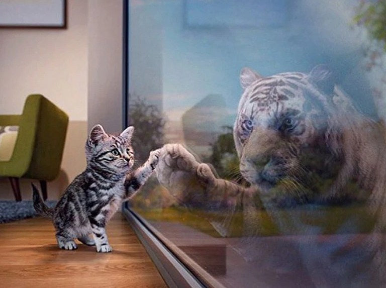 Cat & Tiger Reflection – All Diamond Painting