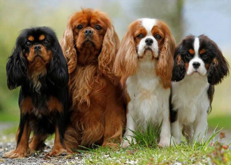 king cavalier spaniel puppy