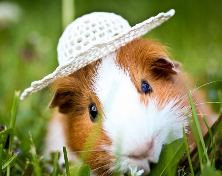 cute guinea pigs