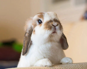 cute rabbit