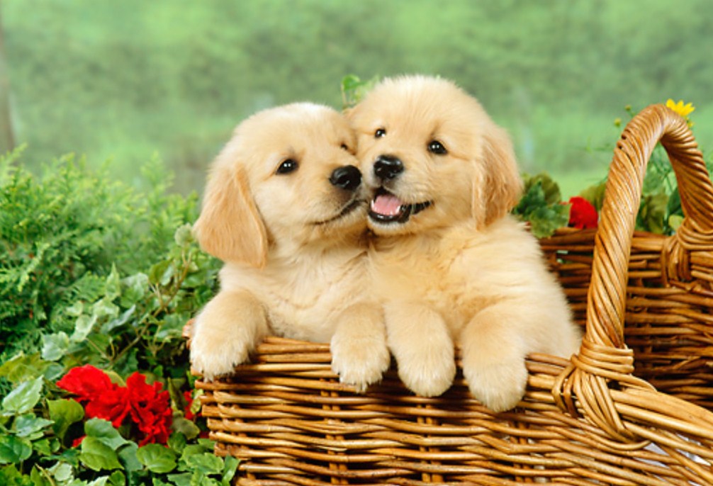 Pictures Of Puppies In A Basket Basket Poster