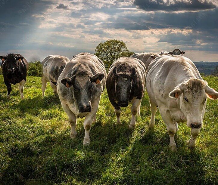 taurine cattle