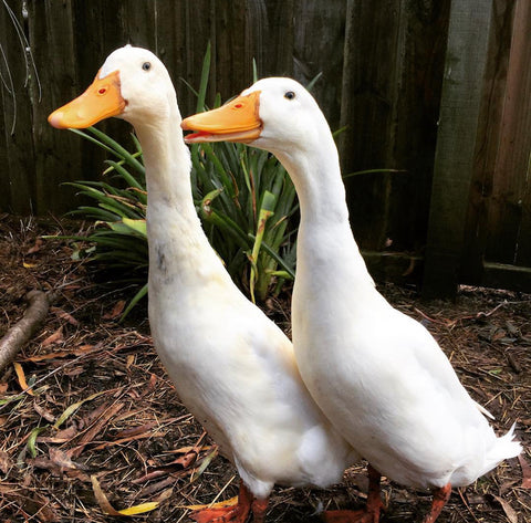 Two Ducks Muesli - The Hamilton Hamper