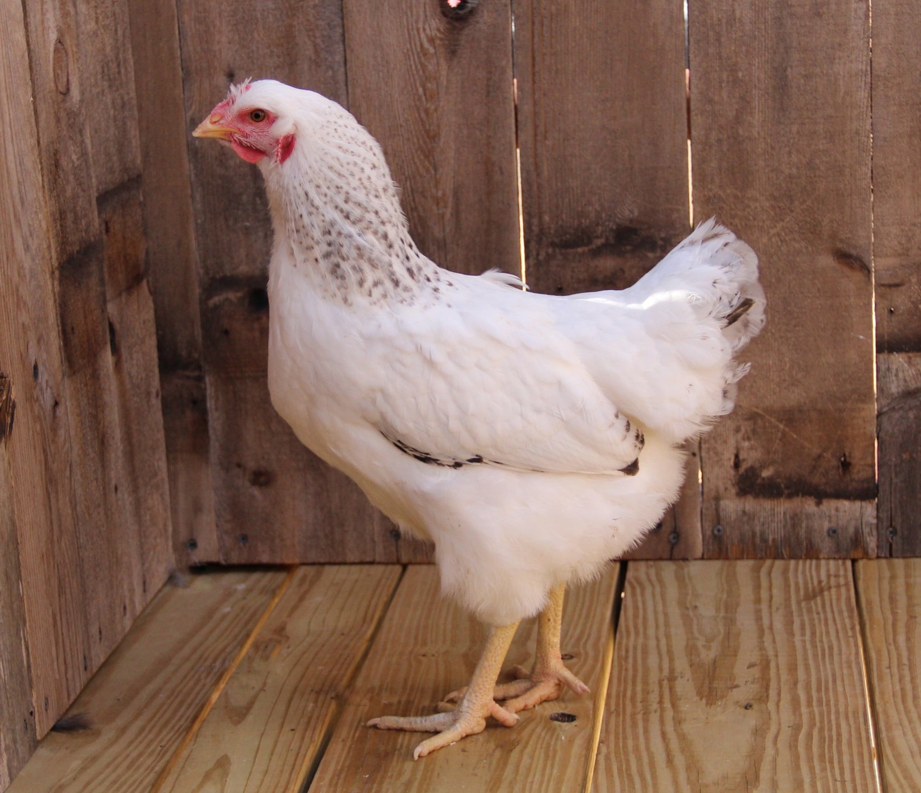 live white chicken