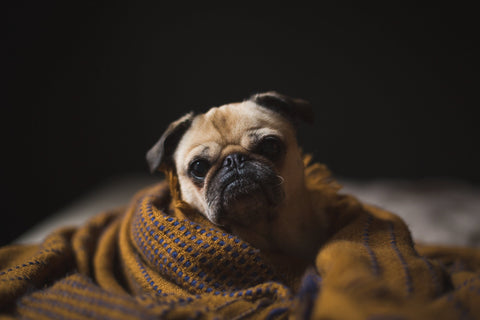 Pug in Warm Blanket