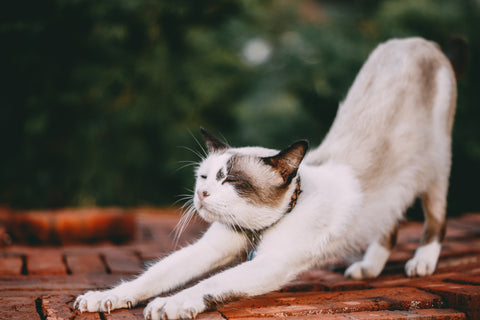 Cat stretching on table