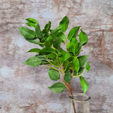Realistic Luxury Artificial Ficus Leaf-Alex James Flowers