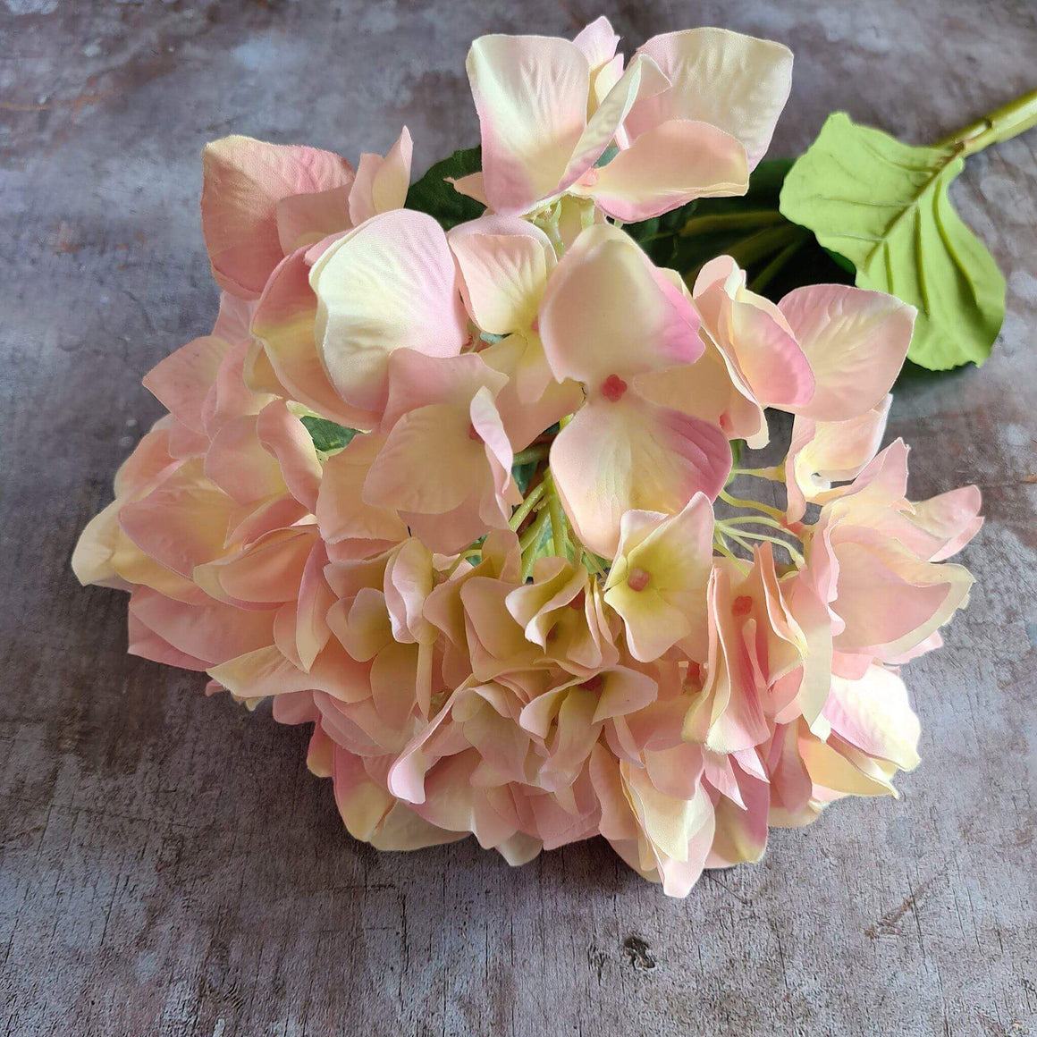 Light Pink Hydrangea | Alex James Flowers