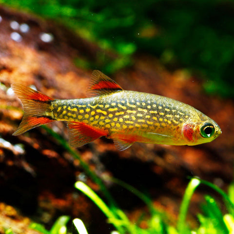 Celestial Pearl Danio