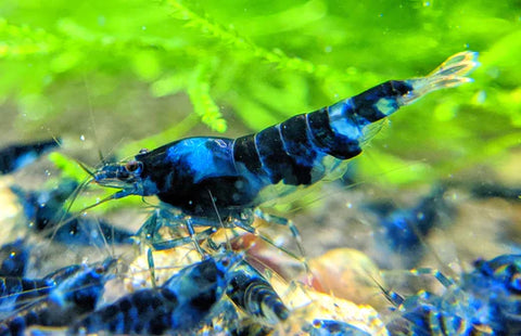 Our Guide to Freshwater Shrimp Care