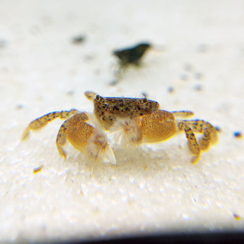 Pom Pom Crabs