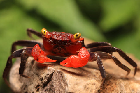 Vampire Crab care.