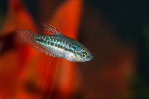 What is the perfect sparkling gourami size?
