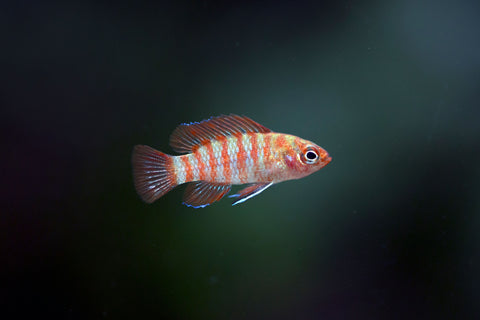 Scarlet Badis care guide.