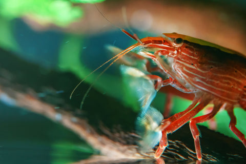 The best bamboo shrimp care guide.